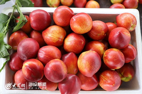 日照市食用農產品合格證制度試行工作現場會在莒縣召開，助力批發環節質量安全再上新臺階